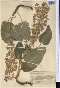 Шалфей мускатный L., Средняя Азия и Казахстан, Западный Тянь-Шань и Каратау (M3) (Казахстан)