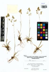 Мятлик альпийский L., Сибирь, Прибайкалье и Забайкалье (S4) (Россия)