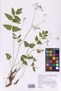 Бедренец большой (L.) Huds., Восточная Европа, Северо-Западный район (E2) (Россия)