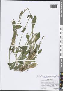 Ясколка костенецевидная, Ясколка дернистая Fr., Восточная Европа, Средневолжский район (E8) (Россия)