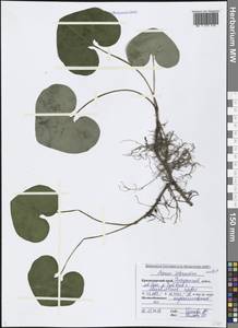 Asarum europaeum subsp. caucasicum (Duch.) Soó, Кавказ, Черноморское побережье (от Новороссийска до Адлера) (K3) (Россия)