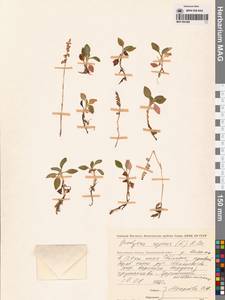 Гудайера ползучая (L.) R.Br., Сибирь, Чукотка и Камчатка (S7) (Россия)