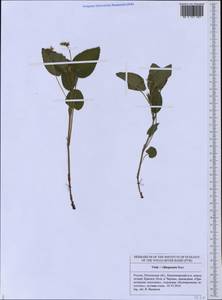 Viola ×villaquensis Benz, Восточная Европа, Средневолжский район (E8) (Россия)