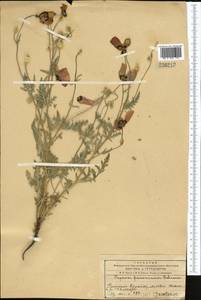 Roemeria pavonina, Средняя Азия и Казахстан, Западный Тянь-Шань и Каратау (M3) (Казахстан)