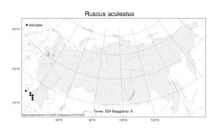 Ruscus aculeatus, Иглица колючая L., Атлас флоры России (FLORUS) (Россия)