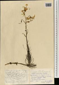 Лилия карликовая Redouté, Монголия (MONG) (Монголия)