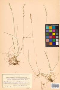 Koeleria subalpestris (Hartm.) Barberá, Quintanar, Soreng & P.M.Peterson, Сибирь, Чукотка и Камчатка (S7) (Россия)