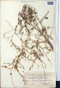 Курчавка прутьевидная (Regel) Krasn., Средняя Азия и Казахстан, Западный Тянь-Шань и Каратау (M3) (Казахстан)