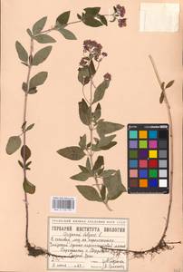 MHA 0 156 751, Душица обыкновенная L., Восточная Европа, Восточный район (E10) (Россия)