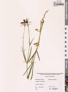 Куколь обыкновенный, Куколь посевной L., Сибирь, Чукотка и Камчатка (S7) (Россия)