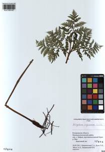 Botrypus virginianus (L.) Michx., Сибирь, Алтай и Саяны (S2) (Россия)