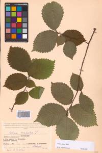 Вяз малый Mill., Восточная Европа, Западный район (E3) (Россия)