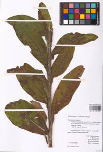 MHA 0 158 844, Verbascum phoeniceum subsp. phoeniceum, Восточная Европа, Центральный район (E4) (Россия)