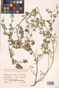 Medicago × varia Martyn, Восточная Европа, Центральный лесостепной район (E6) (Россия)