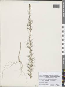 Бассия шерстистоцветковая (S.G.Gmel.) A.J.Scott, Восточная Европа, Центральный лесостепной район (E6) (Россия)