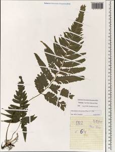 Microlepia marginata (Houtt.) C. Chr., Зарубежная Азия (ASIA) (Вьетнам)