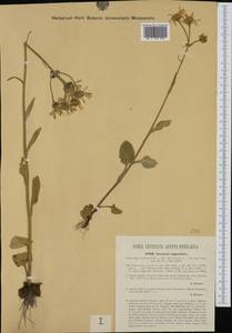 Tephroseris longifolia (Jacq.) Griseb. & Schenk, Западная Европа (EUR) (Австрия)