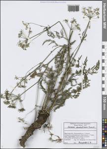 Тмин бурятский Turcz., Сибирь, Прибайкалье и Забайкалье (S4) (Россия)