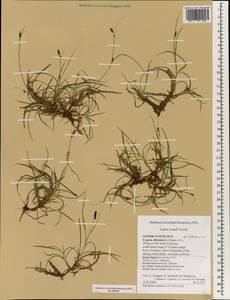 Carex troodi Turrill, Зарубежная Азия (ASIA) (Кипр)