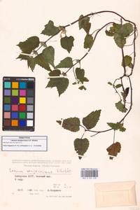 Яснотка белая, Глухая крапива, Кавказ, Грузия (K4) (Грузия)