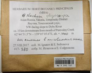 MW 9 090 107, Neckera oligocarpa Bruch, Гербарий мохообразных, Мхи - Якутия (B19) (Россия)