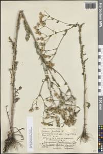 Якобея Андржейовского (Tzvelev) B.Nord., Восточная Европа, Нижневолжский район (E9) (Россия)