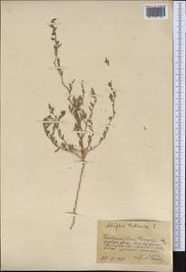 Лебеда татарская L., Средняя Азия и Казахстан, Сырдарьинские пустыни и Кызылкумы (M7) (Узбекистан)