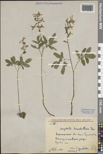 Хохлатка полая (L.) Schweigg. & Körte, Восточная Европа, Центральный лесостепной район (E6) (Россия)