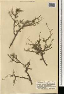 Collinosalsola laricifolia (Turcz. ex Litv.), Монголия (MONG) (Монголия)