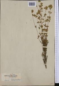 Thymus mastichina (L.) L., Западная Европа (EUR) (Испания)