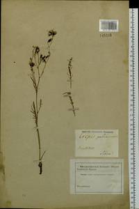 Crepidiastrum tenuifolium (Willd.) Sennikov, Сибирь и Дальний Восток (без точных местонахождений) (S0) (Россия)