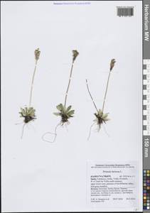 Первоцвет мучнистый L., Западная Европа (EUR) (Испания)