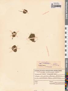 Болотник обыкновенный L., Сибирь, Чукотка и Камчатка (S7) (Россия)