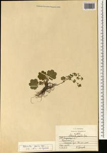 Манжетка сверкающая Buser, Восточная Европа, Западно-Украинский район (E13) (Украина)