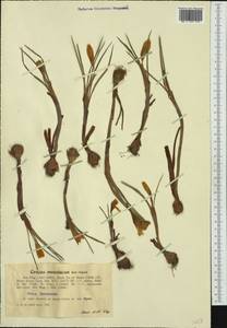 Crocus flavus Weston, Западная Европа (EUR) (Румыния)