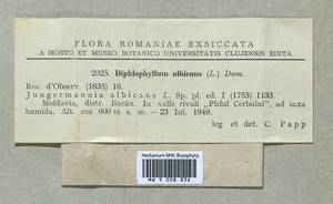 Diplophyllum albicans (L.) Dumort., Гербарий мохообразных, Мхи - Западная Европа (BEu) (Румыния)