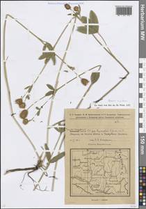 Клевер горный L., Восточная Европа, Восточный район (E10) (Россия)
