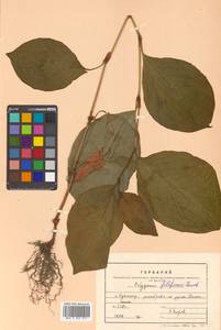 Persicaria filiformis (Thunb.) Nakai, Сибирь, Дальний Восток (S6) (Россия)