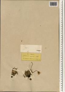 Gelasia pygmaea (Sm.) Zaika, Sukhor. & N. Kilian, Зарубежная Азия (ASIA) (Турция)