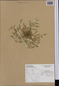 Грыжник голый L., Западная Европа (EUR) (Германия)