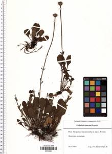 Globularia bisnagarica L., Восточная Европа, Средневолжский район (E8) (Россия)