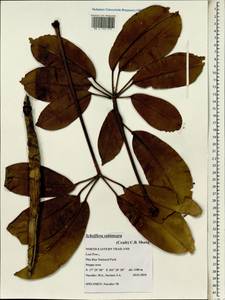 Heptapleurum subintegrum (Craib) G. M. Plunkett & Lowry, Зарубежная Азия (ASIA) (Таиланд)