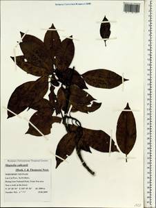 Magnolia cathcartii (Hook.f. & Thomson) Noot., Зарубежная Азия (ASIA) (Вьетнам)