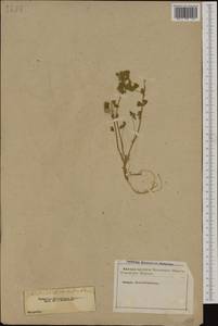 Medicago truncatula Gaertn., Западная Европа (EUR) (Франция)
