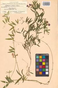 Lathyrus palustris subsp. palustris, Сибирь, Чукотка и Камчатка (S7) (Россия)