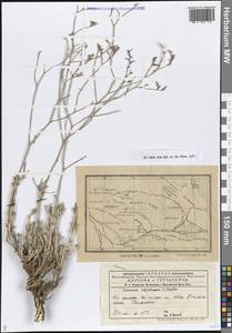 Кермек полукустарниковый (L.) Kuntze, Средняя Азия и Казахстан, Муюнкумы, Прибалхашье и Бетпак-Дала (M9) (Казахстан)