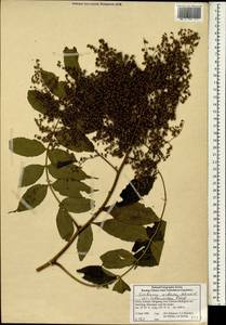 Sorbaria kirilowii var. arborea (Regel) Maxim., Зарубежная Азия (ASIA) (КНР)