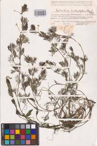 Лютик волосолистный, Шелковник волосолистный Chaix, Восточная Европа, Нижневолжский район (E9) (Россия)