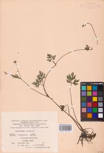 Лютик ползучий L., Восточная Европа, Северо-Украинский район (E11) (Украина)