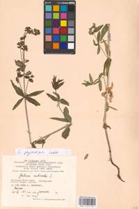 Подмаренник мареновидный L., Восточная Европа, Московская область и Москва (E4a) (Россия)